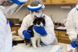Equipamentos de proteção individual para médicos veterinários que você precisa conhecer